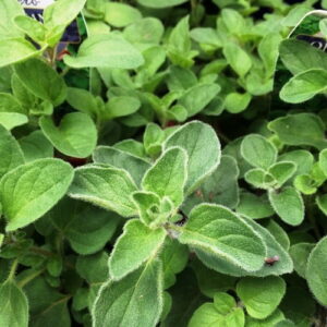 Oregano in pakistan