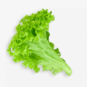 86 866730 lettuce clipart sliced lettuce leaf transparent background hd 1 now buy online in Pakistan at seed beej