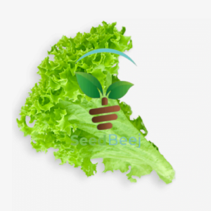 86 866730 lettuce clipart sliced lettuce leaf transparent background hd now buy online in Pakistan at seed beej