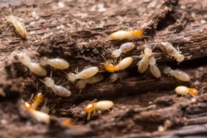 Buy termite control products in Pakistan lahore
