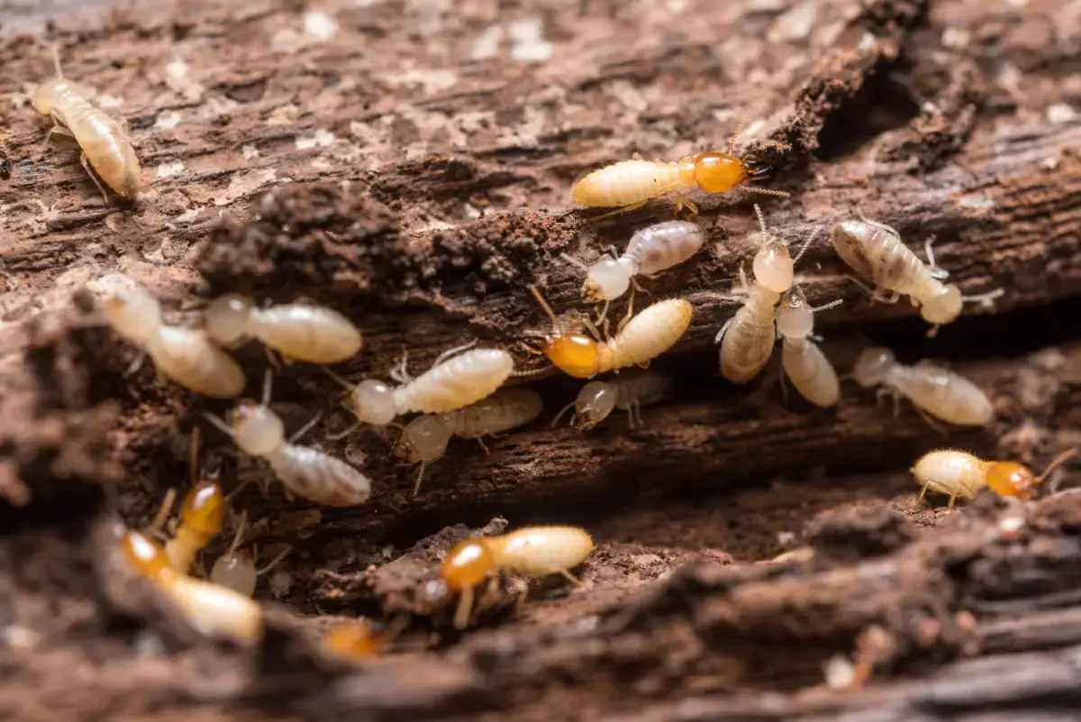 Buy termite control products in Pakistan lahore