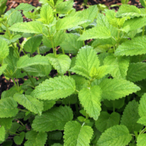 lemon balm seeds in Pakistan