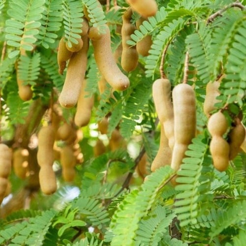 Tamarind tree seeds in pakistan