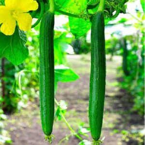 The Leaf And Clay Sponge gourd now buy online in Pakistan at seed beej