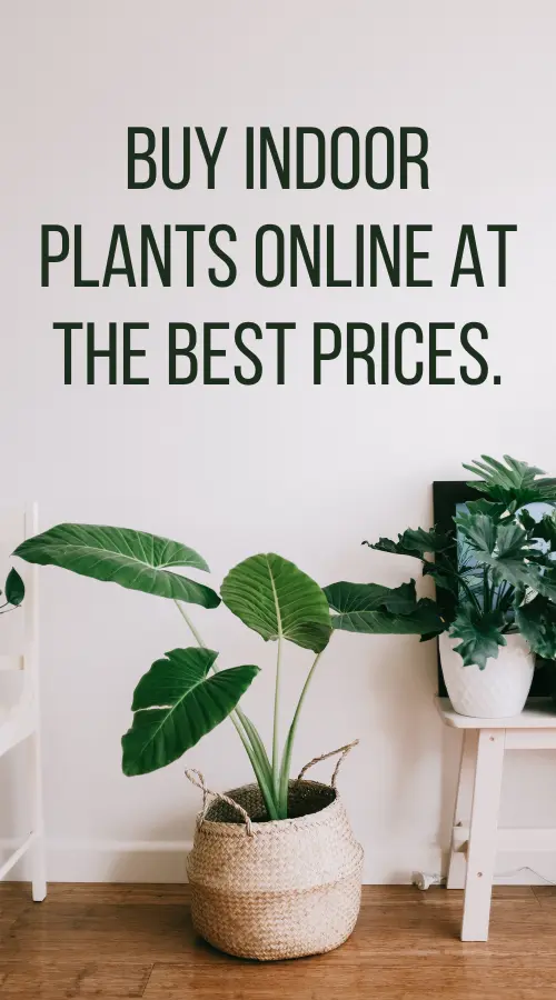 Buy beautiful indoor Plants online in Pakistan