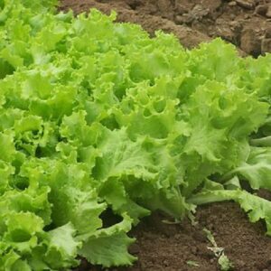 farm 173184 340 now buy online in Pakistan at seed beej