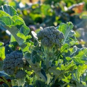 "Premium Broccoli Seeds