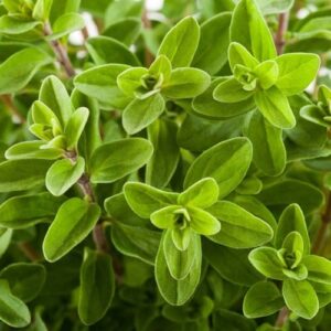 marjoram seeds in Pakistan