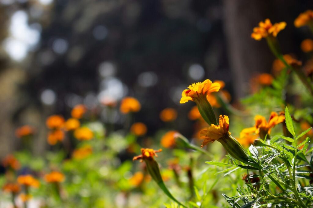 Stock Vintage F1 Flower Seeds