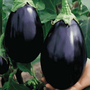 violetroundvazhuthana now buy online in Pakistan at seed beej