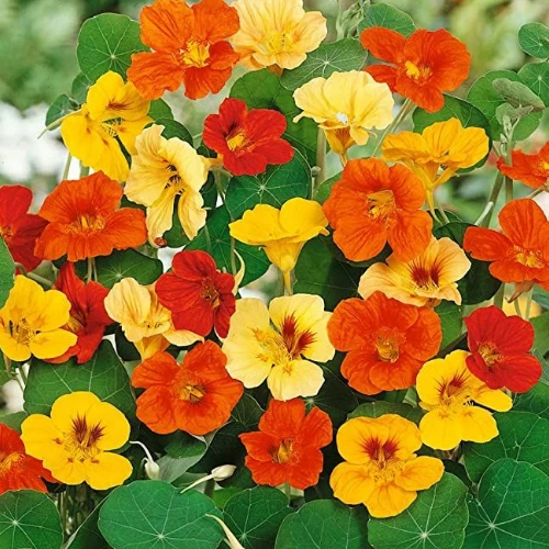 Nasturtium Alaska Mix seeds (approx.10 seeds))