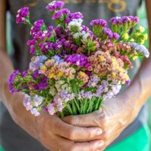 Statice Flower Seeds