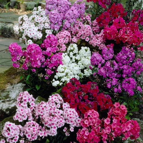 Phlox tumber Mixed seeds