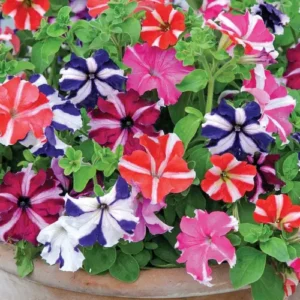 Petunia Hola Star Mix F1 Seed