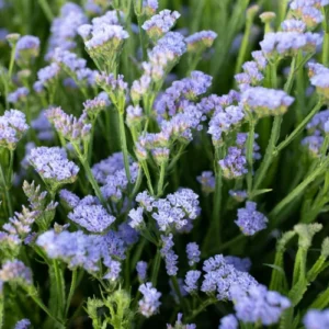 Statice Flower Seeds