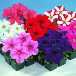 Petunia F1 Falcon blush mixed flowers blooming in pots