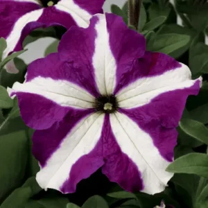 Colorful star petunia flowers growing in pots