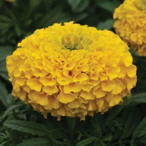 Marigold Marvel African Double Dwarf F1 hybrid seed