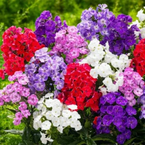 Phlox tumber mixed flowers growing in hanging basket