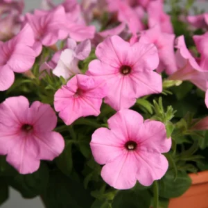 PETUNIA F1 Falcon Blush Mixed Seeds