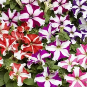 Petunia Hola Star mix F1 flowers with star pattern