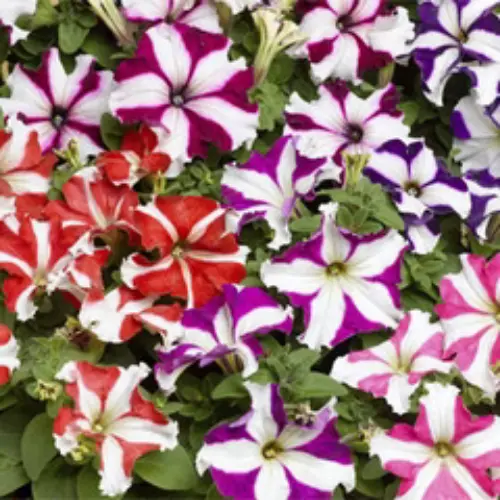 Petunia Hola Star mix F1 flowers with star pattern