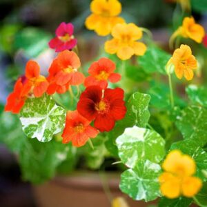 Alaska Nasturtium Seed Mix now buy online in Pakistan at seed beej