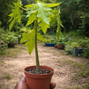 Papaya Red Lady Hybrid F1 plant in Pakistan Papaya Red Lady Hybrid F1 plant in Pakistan