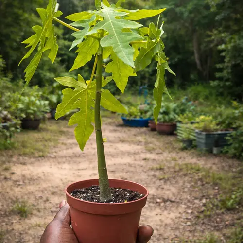 Papaya Red Lady Hybrid F1 plant in Pakistan