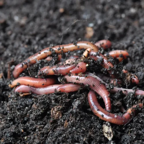 Pure vermicompost worm compost for plants Pure vermicompost worm compost for plants