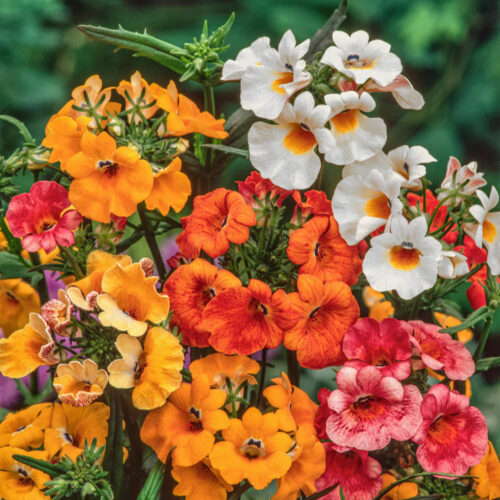 NemesiastrumosaCarnival (1) Nemesia Carnival Mix 40 seeds
