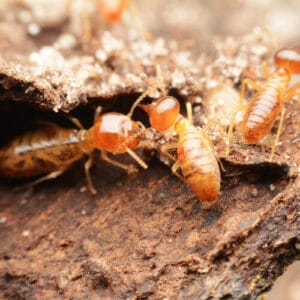 termite treatment