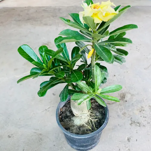 Buy Adenium 'Golden Glow' – Grafted Double Petal Desert Rose (Yellow) in Pakistan