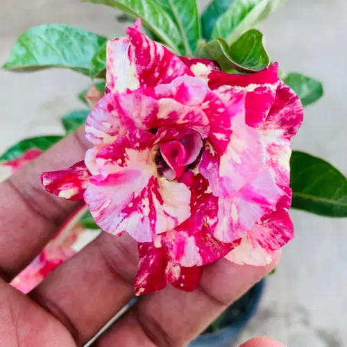 Adenium 'Candy Swirl' – Grafted Double Petal Desert Rose (Pink-Red Marble)