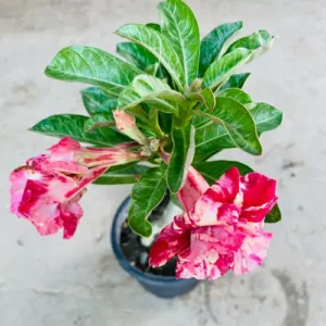 Adenium 'Candy Swirl' – Grafted Double Petal Desert Rose (Pink-Red Marble) Pakistan