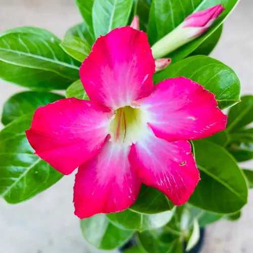 adenium obesum buy online in pakistan