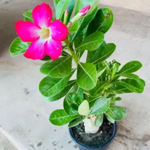 Buy Adenium Obesum 'Pink Charm' – Single Petal Desert Rose in Pakistan