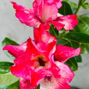 Adenium 'Red Velvet Dream' – Double Petal Desert Rose (Deep Red & White) buy in pakistan