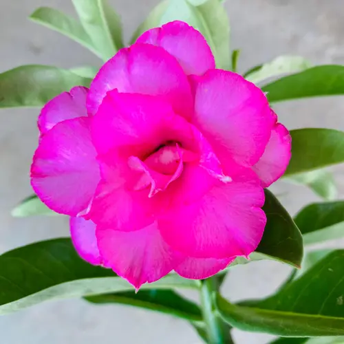 Adenium 'Pink Blossom Elegance' – Double Petal Desert Rose (Vibrant Pink) Pakistan