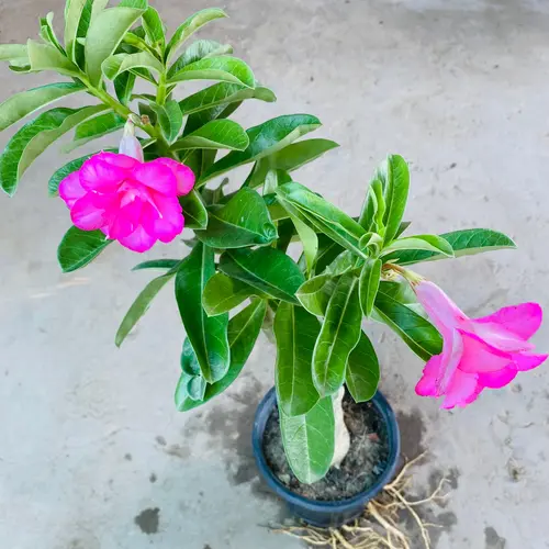 Adenium 'Pink Blossom Elegance' – Double Petal Desert Rose (Vibrant Pink)