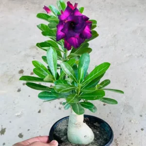 buy adenium purple and black in Pakistan online