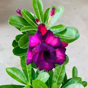 Adenium Purple & Black Double Petal - Grafted Desert Rose Plant buy online in Pakistan