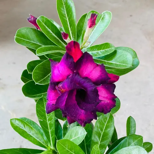 Adenium Purple & Black Double Petal - Grafted Desert Rose Plant buy online in Pakistan