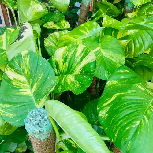 Buy Big Leaf Money Plant (Pothos) - Lush Green Indoor/Outdoor Plant in ...