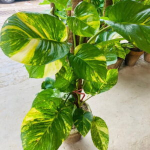 Buy Money Plant big leaf in Pakistan