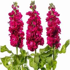 Stock Vintage F1 Flower Seeds Stock Vintage F1 Flower Seeds