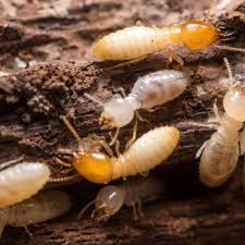 Best imidacloprid price in Pakistan anti-termite