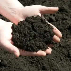 cow manure for compost