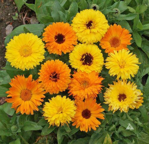 Calendula Calypso F1 MIX Calendula Calypso F1 MIX
