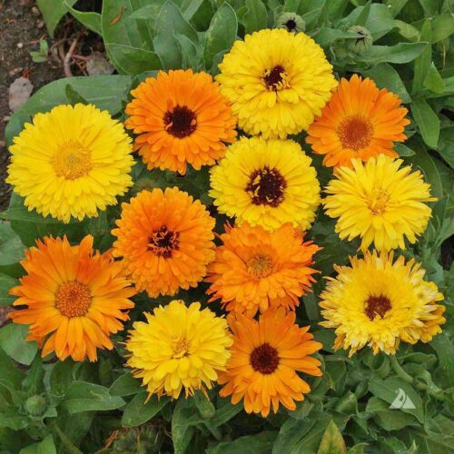 Calendula Calypso F1 MIX